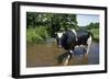 Friesian Cow Bull Standing in Stream-null-Framed Photographic Print
