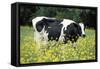 Friesian Cow in a Meadow, Yellow Coloured-null-Framed Stretched Canvas