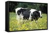 Friesian Cow in a Meadow, Yellow Coloured-null-Framed Stretched Canvas