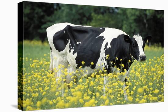 Friesian Cow in a Meadow, Yellow Coloured-null-Stretched Canvas