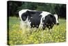 Friesian Cow in a Meadow, Yellow Coloured-null-Stretched Canvas