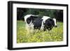 Friesian Cow in a Meadow, Yellow Coloured-null-Framed Photographic Print