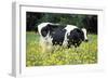 Friesian Cow in a Meadow, Yellow Coloured-null-Framed Photographic Print