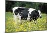 Friesian Cow in a Meadow, Yellow Coloured-null-Mounted Photographic Print