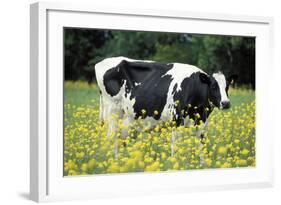 Friesian Cow in a Meadow, Yellow Coloured-null-Framed Photographic Print