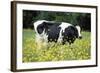 Friesian Cow in a Meadow, Yellow Coloured-null-Framed Photographic Print
