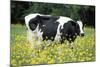 Friesian Cow in a Meadow, Yellow Coloured-null-Mounted Photographic Print