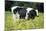 Friesian Cow in a Meadow, Yellow Coloured-null-Mounted Photographic Print