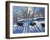 Friesian Cows, 2009-Andrew Macara-Framed Giclee Print