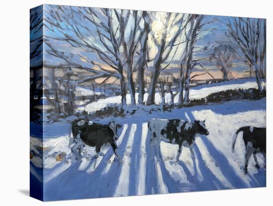 Friesian Cows, 2009-Andrew Macara-Stretched Canvas