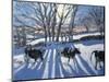 Friesian Cows, 2009-Andrew Macara-Mounted Giclee Print