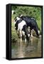 Friesian Cows Drinking from River-null-Framed Stretched Canvas