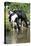 Friesian Cows Drinking from River-null-Stretched Canvas