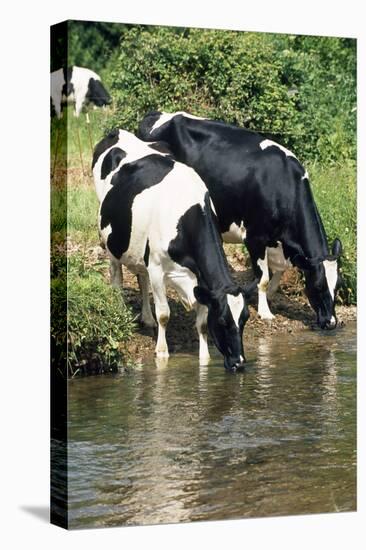 Friesian Cows Drinking from River-null-Stretched Canvas