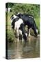 Friesian Cows Drinking from River-null-Stretched Canvas