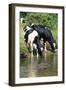 Friesian Cows Drinking from River-null-Framed Photographic Print