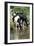 Friesian Cows Drinking from River-null-Framed Photographic Print