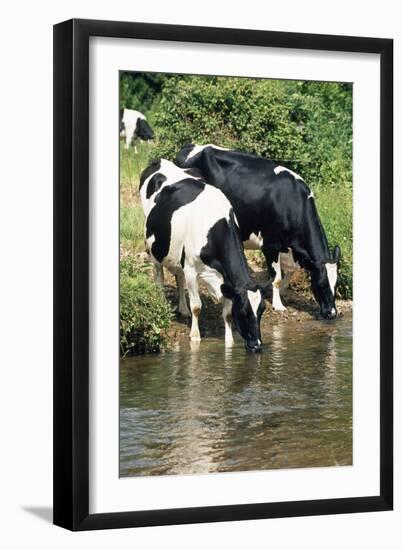 Friesian Cows Drinking from River-null-Framed Photographic Print