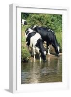 Friesian Cows Drinking from River-null-Framed Photographic Print