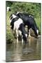 Friesian Cows Drinking from River-null-Mounted Photographic Print