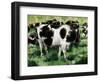 Friesian Cows-Gareth Lloyd Ball-Framed Giclee Print