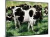 Friesian Cows-Gareth Lloyd Ball-Mounted Giclee Print