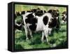 Friesian Cows-Gareth Lloyd Ball-Framed Stretched Canvas