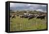 Friesian Dairy Cows, Turakina Valley Near Whanganui, New Zealand, Pacific-Nick-Framed Stretched Canvas