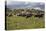 Friesian Dairy Cows, Turakina Valley Near Whanganui, New Zealand, Pacific-Nick-Stretched Canvas