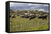 Friesian Dairy Cows, Turakina Valley Near Whanganui, New Zealand, Pacific-Nick-Framed Stretched Canvas