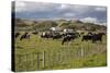 Friesian Dairy Cows, Turakina Valley Near Whanganui, New Zealand, Pacific-Nick-Stretched Canvas