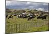 Friesian Dairy Cows, Turakina Valley Near Whanganui, New Zealand, Pacific-Nick-Mounted Photographic Print