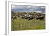 Friesian Dairy Cows, Turakina Valley Near Whanganui, New Zealand, Pacific-Nick-Framed Photographic Print