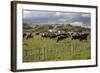 Friesian Dairy Cows, Turakina Valley Near Whanganui, New Zealand, Pacific-Nick-Framed Photographic Print