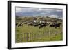 Friesian Dairy Cows, Turakina Valley Near Whanganui, New Zealand, Pacific-Nick-Framed Photographic Print