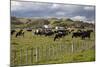 Friesian Dairy Cows, Turakina Valley Near Whanganui, New Zealand, Pacific-Nick-Mounted Photographic Print