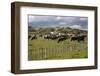 Friesian Dairy Cows, Turakina Valley Near Whanganui, New Zealand, Pacific-Nick-Framed Photographic Print