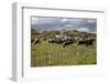 Friesian Dairy Cows, Turakina Valley Near Whanganui, New Zealand, Pacific-Nick-Framed Photographic Print
