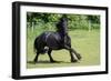 Friesian Horse Running in the Meadow-xtrekx-Framed Photographic Print