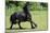 Friesian Horse Running in the Meadow-xtrekx-Mounted Photographic Print