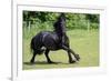 Friesian Horse Running in the Meadow-xtrekx-Framed Photographic Print