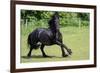 Friesian Horse Running in the Meadow-xtrekx-Framed Photographic Print