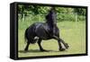 Friesian Horse Running in the Meadow-xtrekx-Framed Stretched Canvas