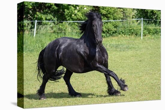 Friesian Horse Running in the Meadow-xtrekx-Stretched Canvas