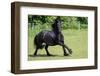 Friesian Horse Running in the Meadow-xtrekx-Framed Photographic Print