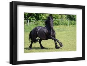 Friesian Horse Running in the Meadow-xtrekx-Framed Photographic Print