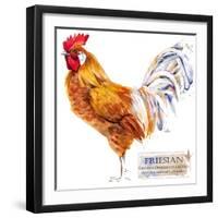 Friesian Rooster. Poultry Farming. Chicken Breeds Series. Domestic Farm Bird Watercolor Illustratio-Faenkova Elena-Framed Art Print