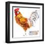 Friesian Rooster. Poultry Farming. Chicken Breeds Series. Domestic Farm Bird Watercolor Illustratio-Faenkova Elena-Framed Art Print