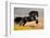 Friesian Stallion Gallop in Sunset-Alexia Khruscheva-Framed Photographic Print