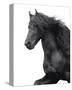 Friesian-Melanie Snowhite-Stretched Canvas